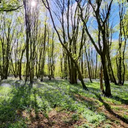 Heartwood Forest - St Albans