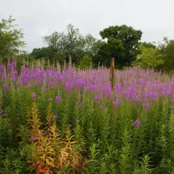 St Michael's Church - St Albans