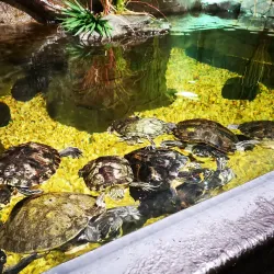 St Andrews Aquarium - St. Andrews