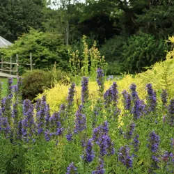 St Andrews Botanic Garden - St. Andrews