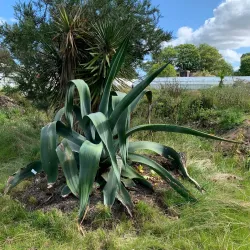 St Andrews Botanic Garden - St. Andrews