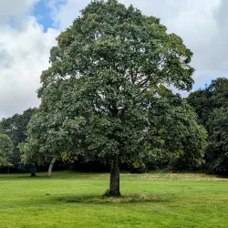 Moss Bank Park - St Helens