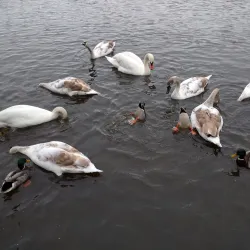 Taylor Park - St Helens