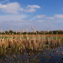 Doxey Marshes Nature Reserve - Stafford