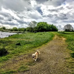Doxey Marshes Nature Reserve - Stafford