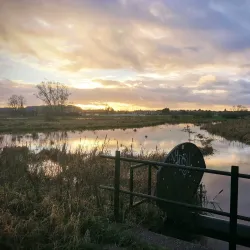 Doxey Marshes Nature Reserve - Stafford