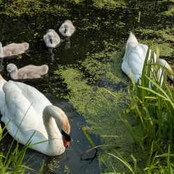 Doxey Marshes Nature Reserve - Stafford