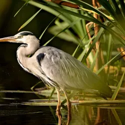 Doxey Marshes Nature Reserve - Stafford