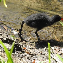 River Sow Walks - Stafford