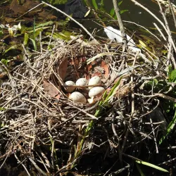 River Sow Walks - Stafford