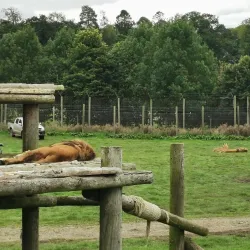 Blair Drummond Safari Park - Stirling
