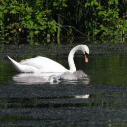 Reddish Vale Country Park - Stockport