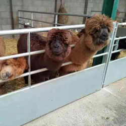 Reddish Vale Country Park - Stockport