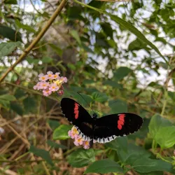 Stratford Butterfly Farm - Stratford upon Avon