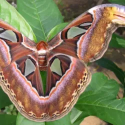 Stratford Butterfly Farm - Stratford upon Avon