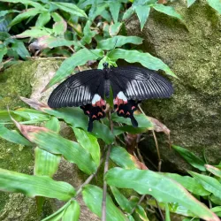 Stratford Butterfly Farm - Stratford upon Avon
