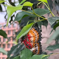 Stratford Butterfly Farm - Stratford upon Avon