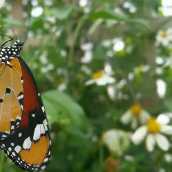 Stratford-upon-Avon Butterfly Farm - Stratford upon Avon