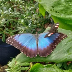 Stratford-upon-Avon Butterfly Farm - Stratford upon Avon