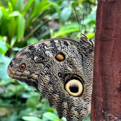 Stratford-upon-Avon Butterfly Farm - Stratford upon Avon