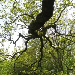 Cornard Country Park - Sudbury