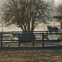 Cornard Country Park - Sudbury