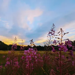 Cornard Country Park - Sudbury