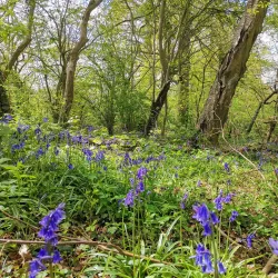 Cornard Country Park - Sudbury
