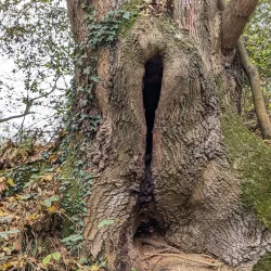 Cornard Country Park - Sudbury