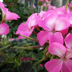 St Peter's Church - Sudbury