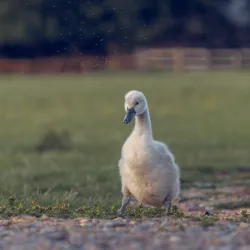 Sudbury Common Lands - Sudbury