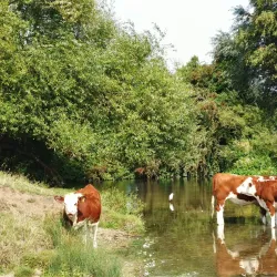 Sudbury Common Lands - Sudbury
