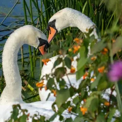 Sudbury Common Lands - Sudbury