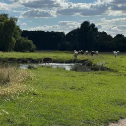 Sudbury Common Lands - Sudbury