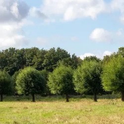 Sudbury Common Lands - Sudbury