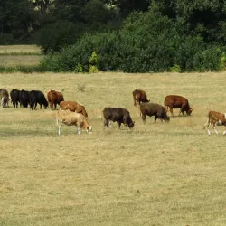 The Water Meadows - Sudbury