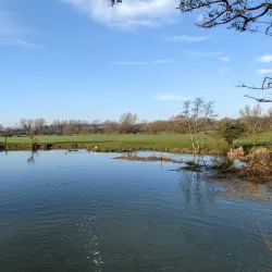 The Water Meadows - Sudbury