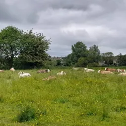 The Water Meadows - Sudbury