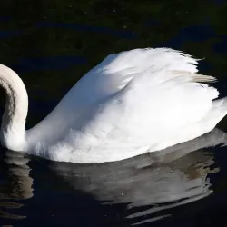 The Water Meadows - Sudbury