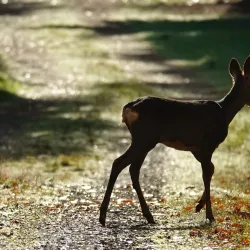 Brookwood Cemetery - Sutton Green