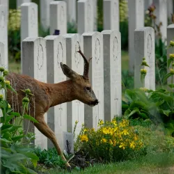 Brookwood Cemetery - Sutton Green