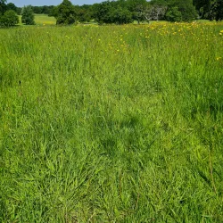 Hatchlands Park - Sutton Green