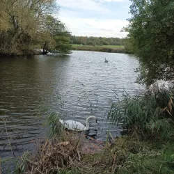 River Wey Navigation - Sutton Green