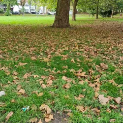 Sutton Green Common - Sutton Green