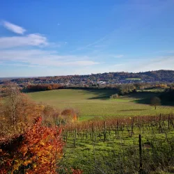 The Surrey Hills Area of Outstanding Natural Beauty - Sutton Green