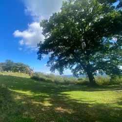 The Surrey Hills Area of Outstanding Natural Beauty - Sutton Green