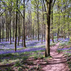 The Surrey Hills Area of Outstanding Natural Beauty - Sutton Green