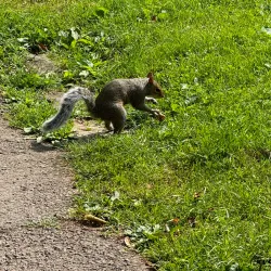 Woking Park - Sutton Green