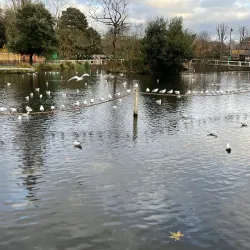 Carshalton Ponds - Sutton