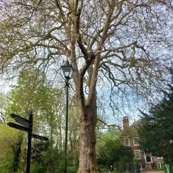 Carshalton Ponds - Sutton